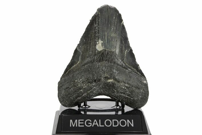 Bargain, Fossil Megalodon Tooth - North Carolina #338605